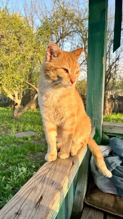 An orange cat sitting on a garden bench