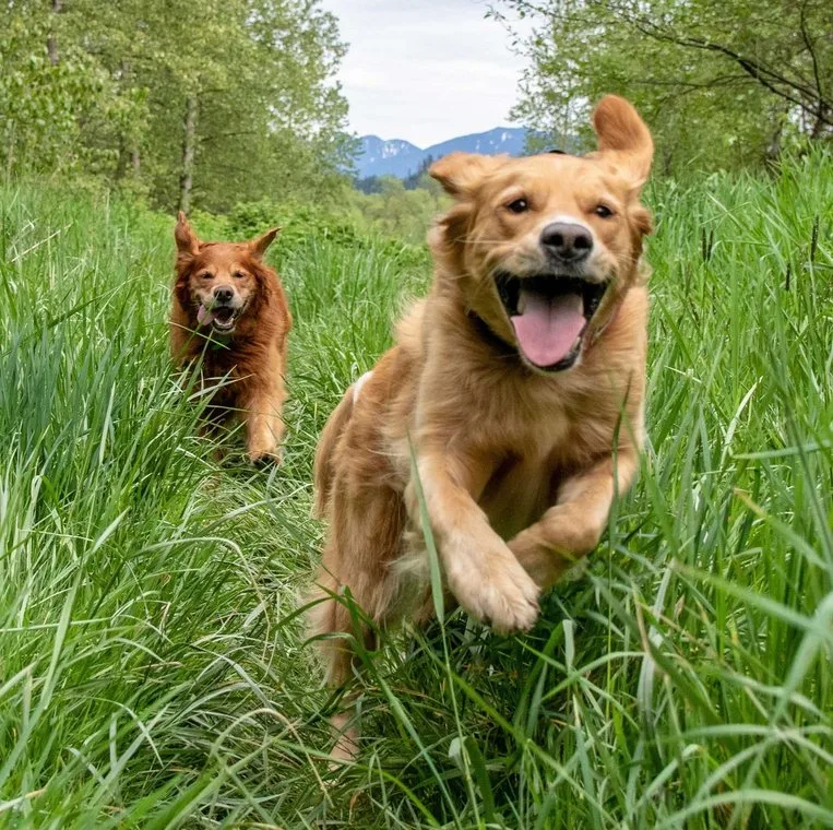 Two golden retrievers running through tall grass