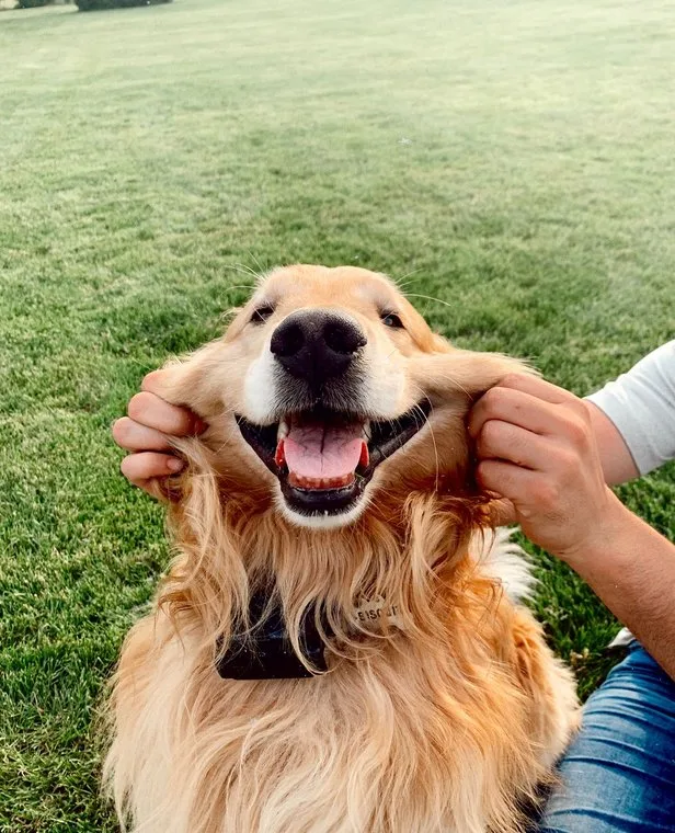 A happy golden retriever being gently petted