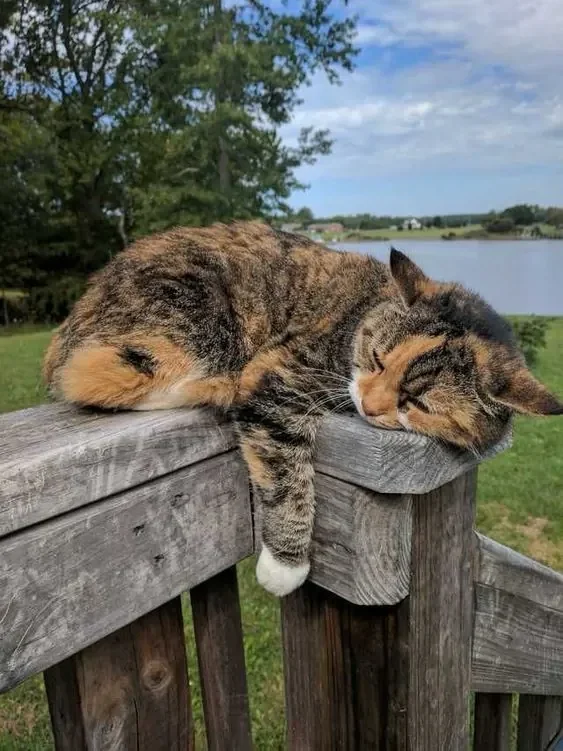 A tabby cat lounging on a wooden lakeside railing
