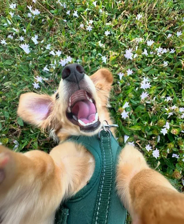 A golden retriever puppy mid-yawn