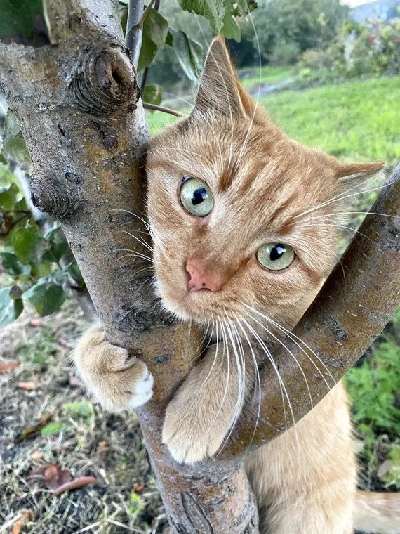 A ginger cat climbing a tree