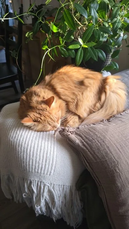 A golden retriever resting its head on a lap