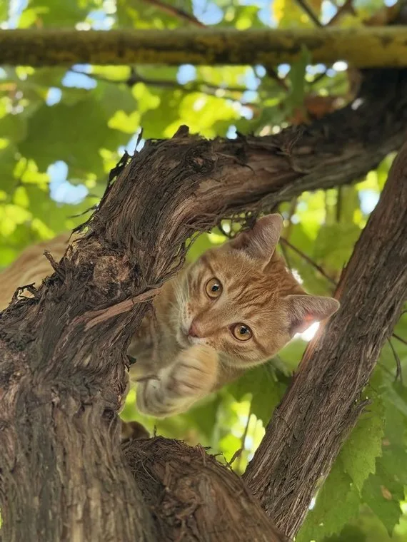 A tabby cat perched up in a tree