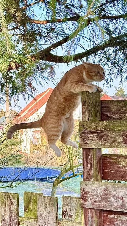 A curious dog exploring by a rustic mailbox
