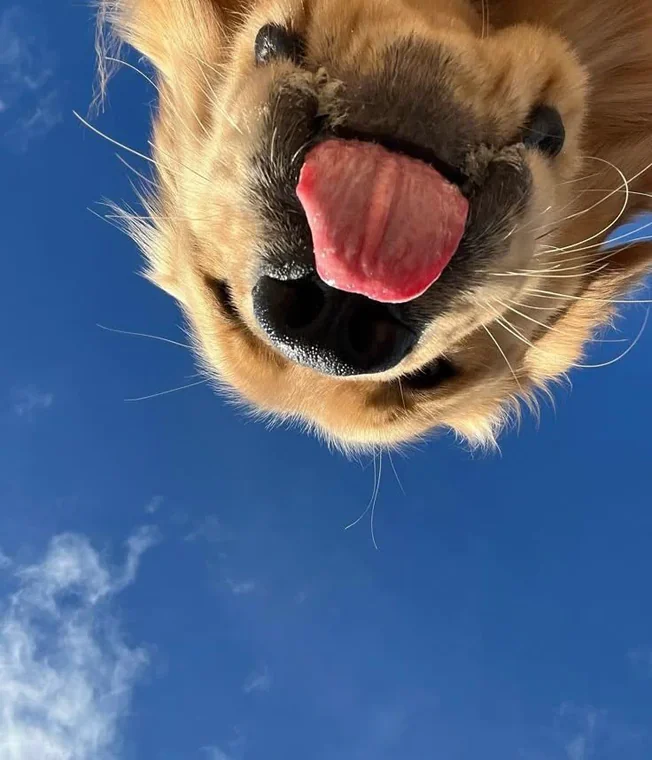 A close-up of a golden retriever with its tongue out