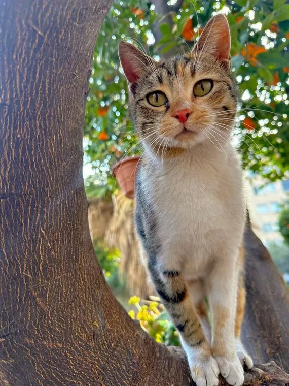 A tabby cat peeking through the leaves
